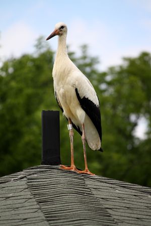 Stork on a roofの写真素材