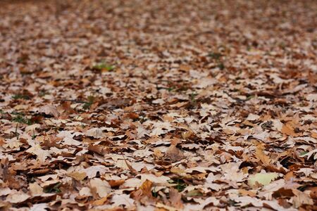 A lot of oak's leafs in a autumn parkの写真素材