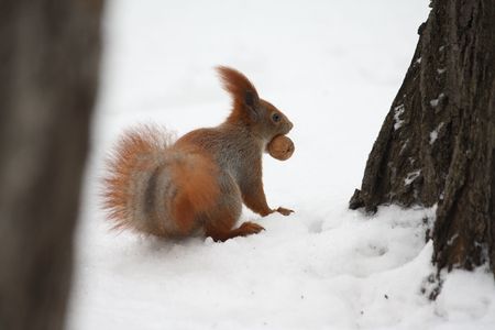 Squirrel with nut on a snow in a city parkの写真素材