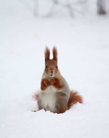Squirrel on the snow in a winter parkの写真素材