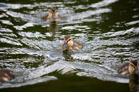 Little duckings dwimming on the lakeの写真素材