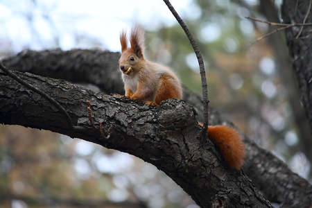 Squirell eats a cookie at the treeの写真素材