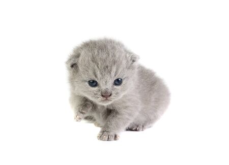 Little british kitten isolated on the whiteの写真素材