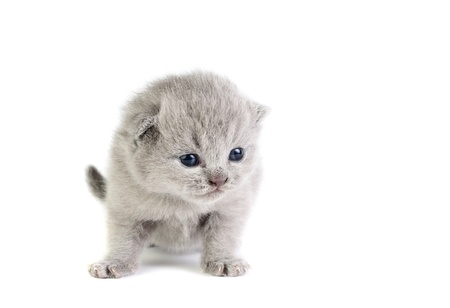 Little british kitten isolated on the whiteの写真素材