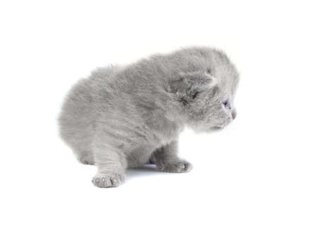 Little british kitten isolated on the whiteの写真素材
