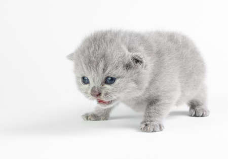 Little british kitten isolated on the whiteの写真素材