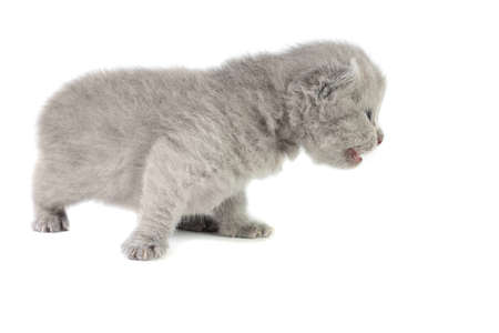 Little british kitten isolated on the whiteの写真素材