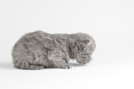 Little british kitten isolated on the whiteの写真素材