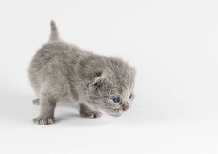 Little british kitten isolated on the whiteの写真素材