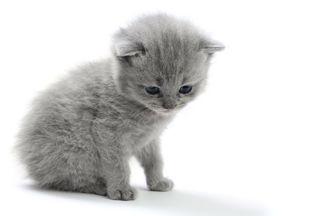 Little british kitten isolated on the whiteの写真素材