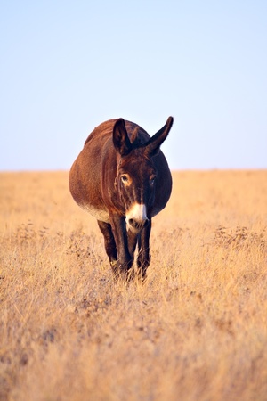 Funny donkey walkning in the fieldの写真素材