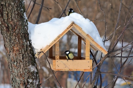 Titmouses near the feeder in a winter parkの写真素材
