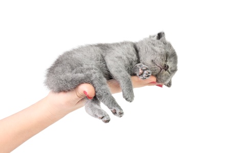 Little kitten sleeping in the hand at white backgroundの写真素材