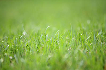 Macro photo of a green grassの写真素材