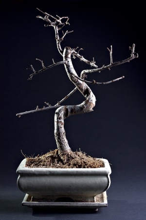 Little bonsai without leaves at the dark backgroundの写真素材
