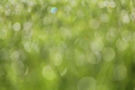 Abstract blurred soft green backgroundの写真素材