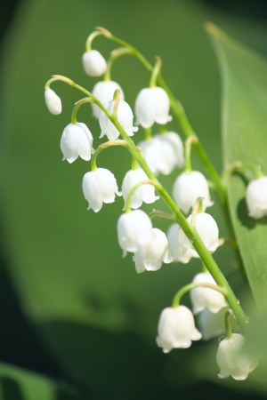 Lily of the valley closup photoの写真素材