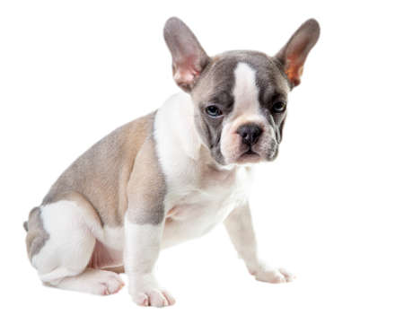 Cute fench bulldog puppy isolated on the whiteの写真素材