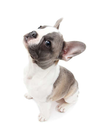 Cute french bulldog looks isolated on the white backgroundの写真素材