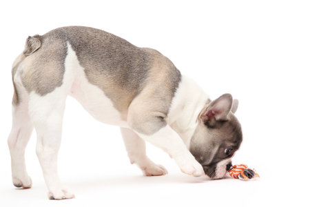 French bulldog puppy plays with toy isolated in the white backgroundの写真素材