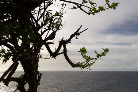 Ocean and the tree silhouette in the foreground
