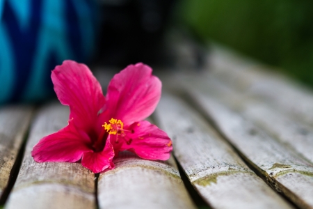 Red flower with petals on a white bamboo benchの写真素材