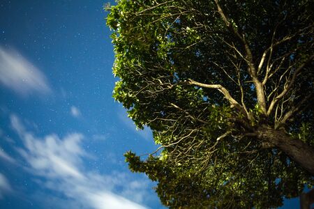 Tree crown into the starry night on the beach with blue skyの写真素材