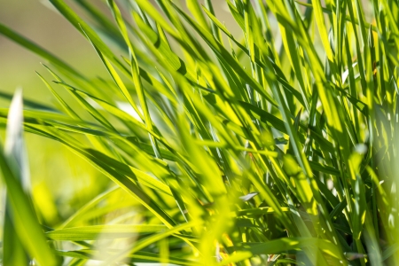 A beam of green grass up close in high resolutionの写真素材