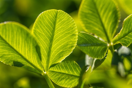Green leaf clover shamrock close up in high resolutionの写真素材