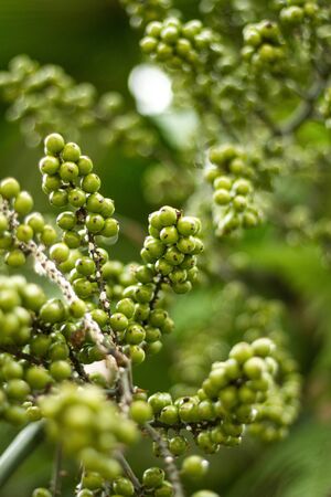 The fruits of green tropical berry in high resolutionの写真素材