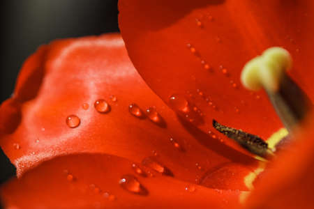 Petals of red tulip with water drops in high resolutionの写真素材