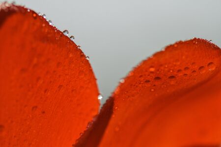 Petals of red tulip with water drops in high resolutionの写真素材