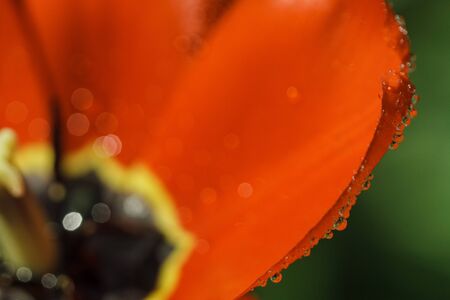 Petals of red tulip with water drops in high resolutionの写真素材