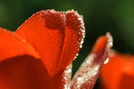Petals of red tulip with water drops in high resolutionの写真素材