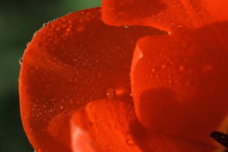 Petals of red tulip with water drops in high resolutionの写真素材
