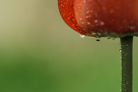 Petals of red tulip with water drops in high resolutionの写真素材
