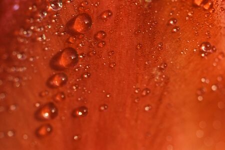 Petals of red tulip with water drops in high resolutionの写真素材