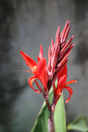 red flower spikesの写真素材