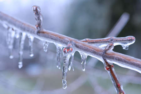 spring ice on budding treeの写真素材