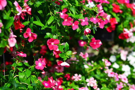 Beautiful floweringの写真素材