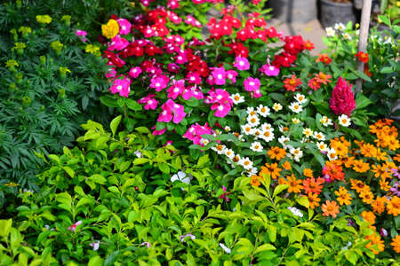 Beautiful floweringの写真素材