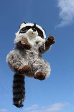 Ricky the Raccoon, jumped into the air for fun....の写真素材