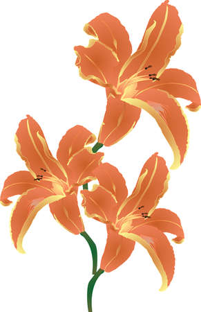 Group of beautiful orange, tigerlily illustrations, over white.のイラスト素材
