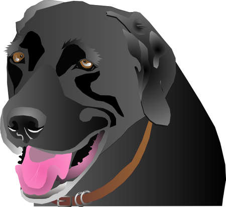 Black Labrador head profile, over white and isolated for many usages.のイラスト素材