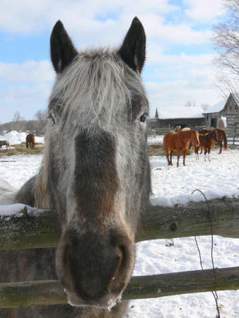 Horse looking straight ahead, and took a picture of its beautiful gray face.の写真素材