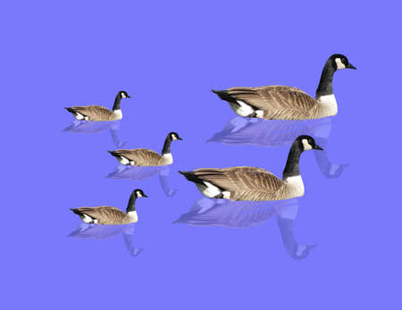 Canadian  Geese swimming around in a pond...のイラスト素材