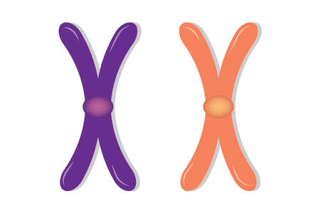 Structure of chromosome vector. Biological studyのイラスト素材