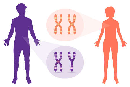 Sex chromosome structure. Male and Female. Biological study.のイラスト素材