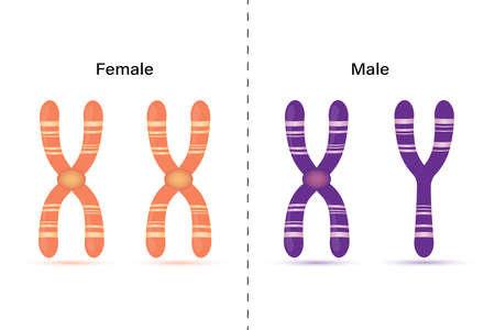 Sex chromosome structure. Male and Female.のイラスト素材
