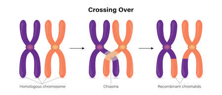 Crossing over of chromosome. Genetic recombination.のイラスト素材